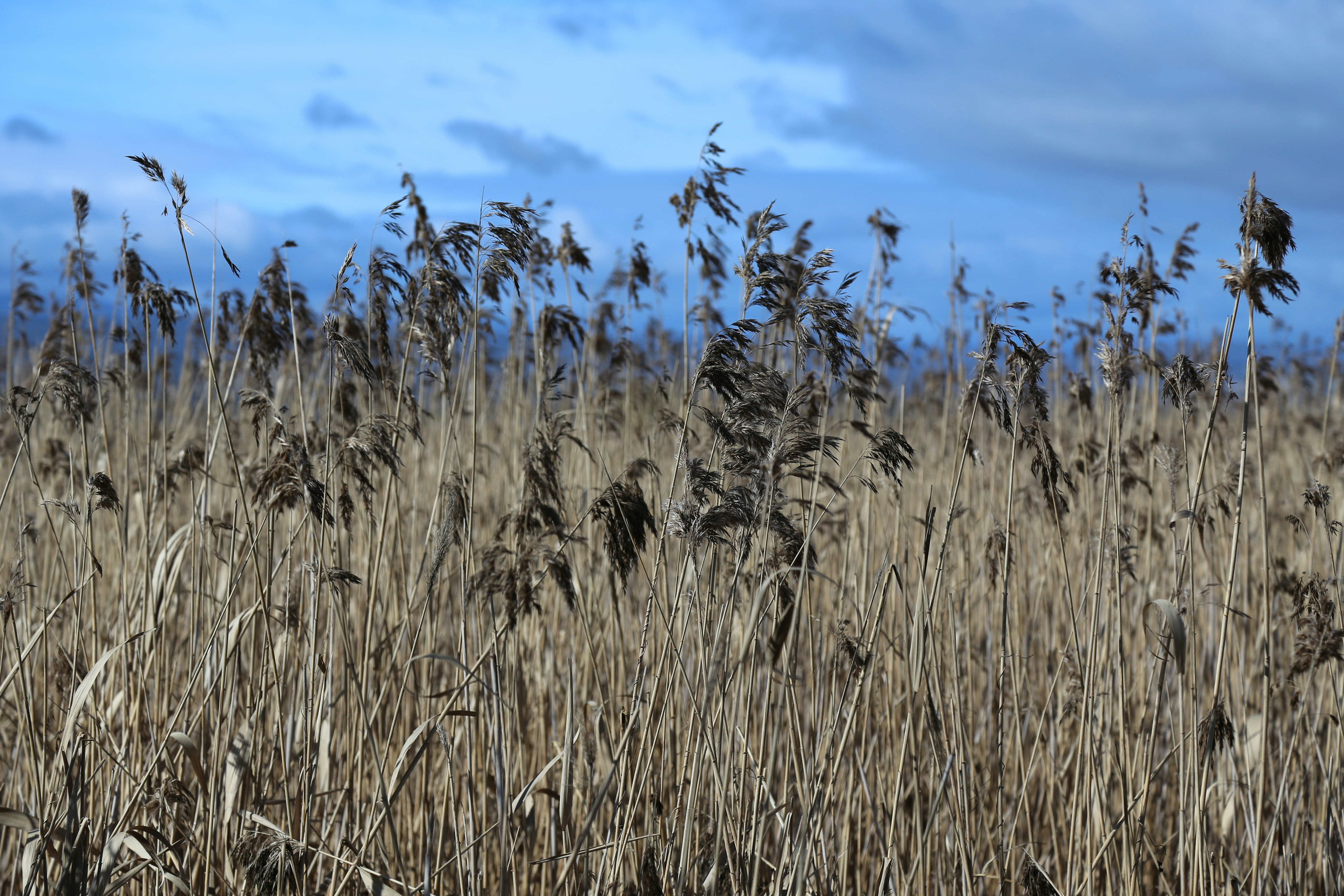 brown brass field during daytime